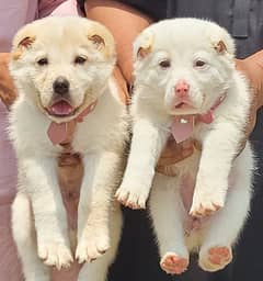 ALABAI PAIR FOR SALE SECURITY DOGS