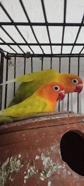 love birds + green chick conure 2