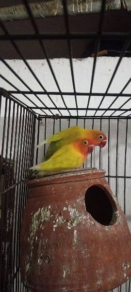 love birds + green chick conure 3