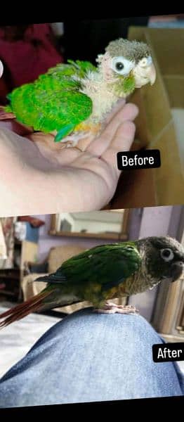 love birds + green chick conure 4