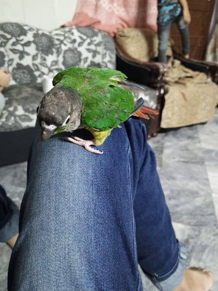 love birds + green chick conure 5