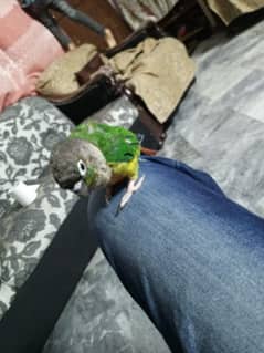 love birds + green chick conure