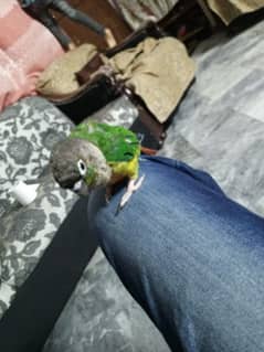 love birds + green chick conure 0