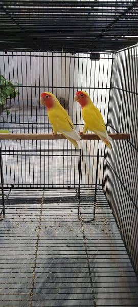 running birds business setup for sale 2