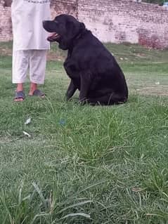 Labrador male breader for sale urgent sale