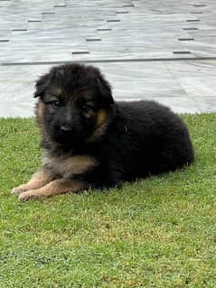 GERMAN SHEPHERD PUPPIES / LONG COAT