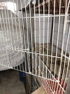 Pinjra Cage and Hen