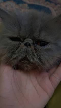 double punch face cat for sell