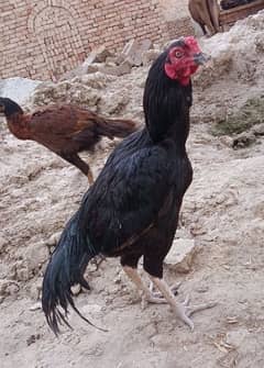 Mianwali mushka strong bird