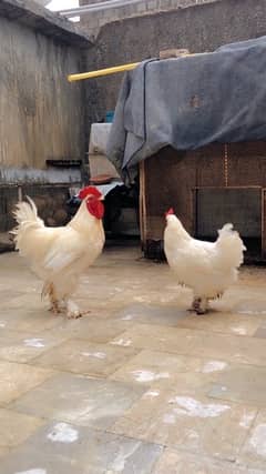 heavy buff white egg laying pair