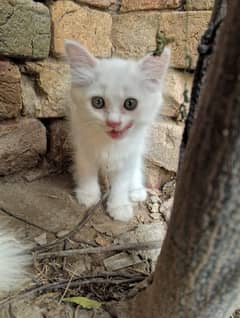White and Grey pure persian female kittens