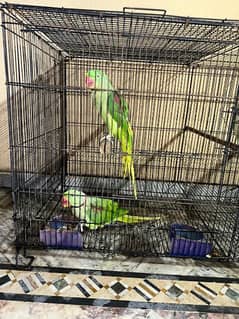 Raw parrot breeding pair