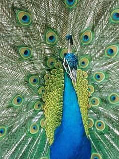 peacock