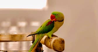 Raw kashmiri parrot on talking