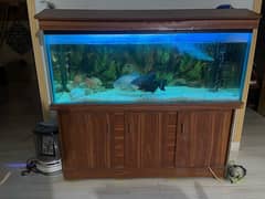 5 feet aquarium with fishes