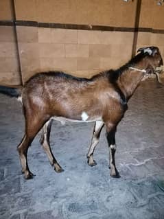 Male Goat