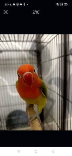 i am selling top quality love bird