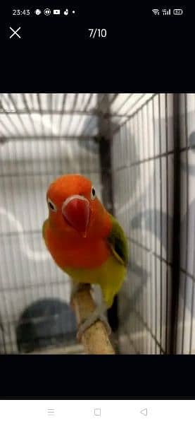 i am selling top quality love bird 0