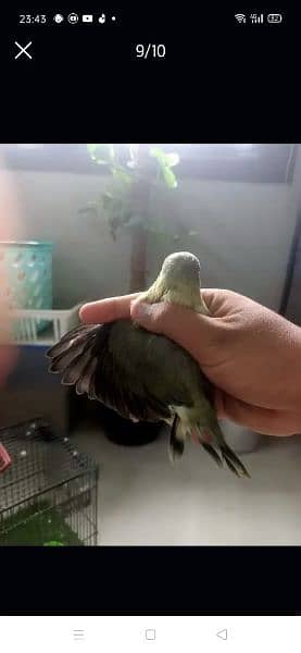 i am selling top quality love bird 2