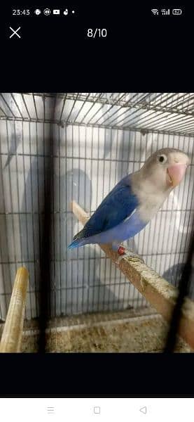 i am selling top quality love bird 3