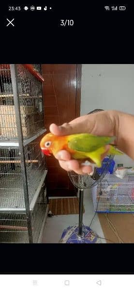 i am selling top quality love bird 4