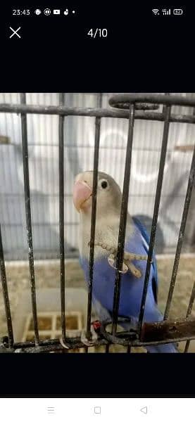 i am selling top quality love bird 5