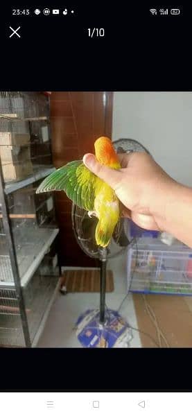 i am selling top quality love bird 7