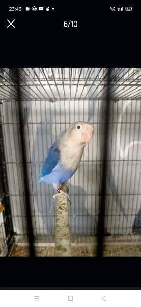 i am selling top quality love bird 8