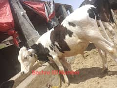 4 Animal 3 Farm cows 1 mail For Sale