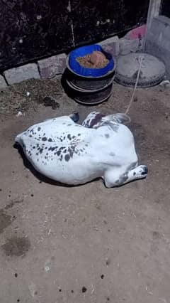 baby cow 6 Months cholistani and sahiwal cross