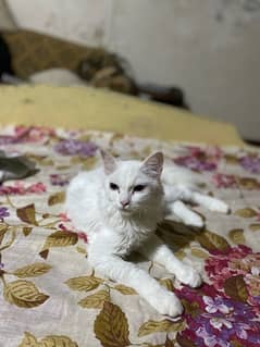 4 months Persian cat