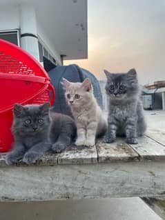Persian cute kittens up for sale