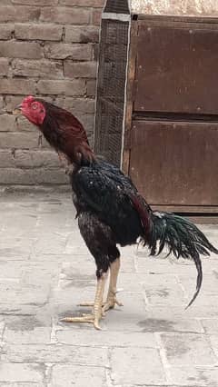 pure aseel murga mushka breed