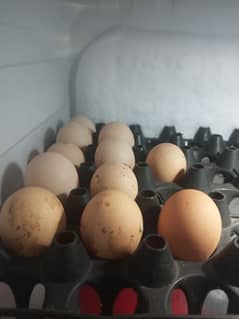 Aseel Eggs Fresh 03004833892