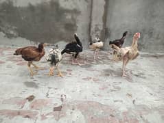 aseel pathy pathiyan for sale good quality thai cross.