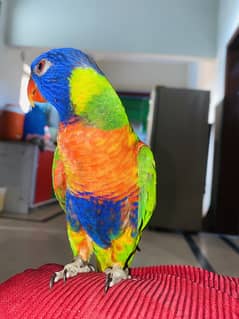 Tamed Lorikeet