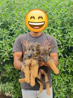 GSd puppies