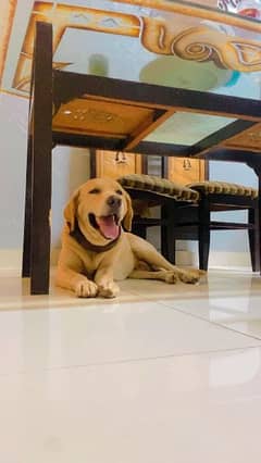 Golden Labrador and German shepherd puppy for sale