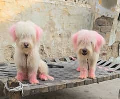 Poodle Dogs 0