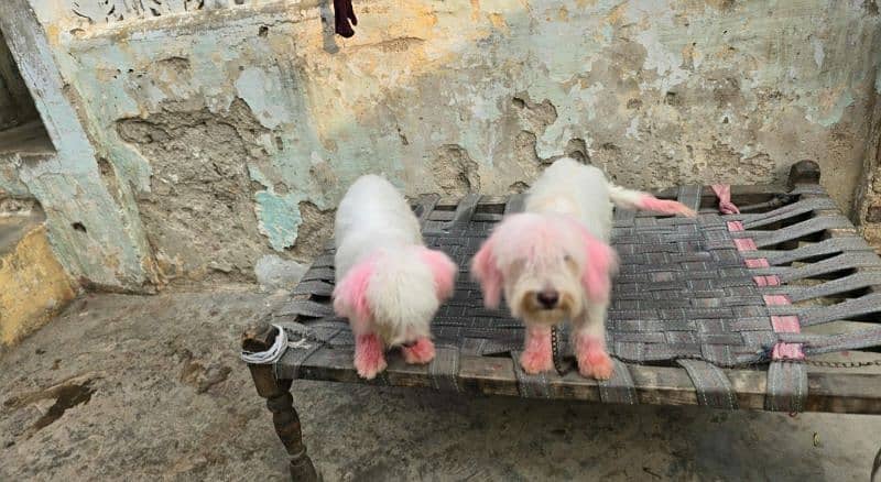 Poodle Dogs 2
