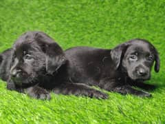 Labrador puppies for sale pedigree parents