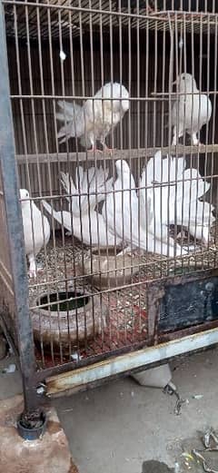 Lucky Pegions ke 3 Pair h Healthy and Active Breeder Pair h