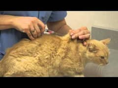 Cat vaccinations & Deworming