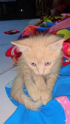 persian doubel cotted cat