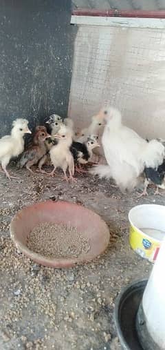 white polish and white bentum chicks are available