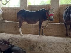 Tazi sui. 2 din ki. 10 kg. second timer. Cholistani + Frizan cow