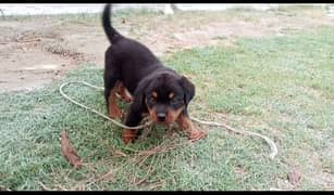 rottweiler puppy urgent sale