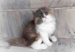 High Quality Persian Calico kitten