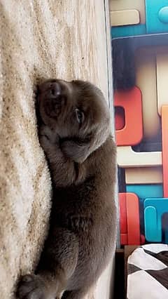 Labrador puppy