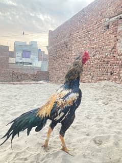 pakistani birds